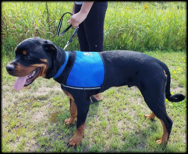 Custom Logo/Text Service Dog Starter Cape - Image 8