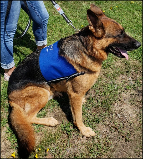 Custom Logo/Text Service Dog Starter Cape - Image 10