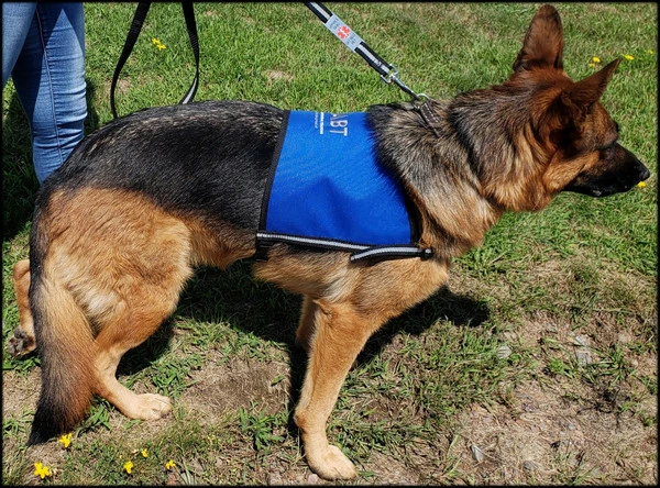 Custom Logo/Text Service Dog Starter Cape - Image 13