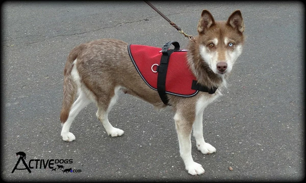 Mesh Vest With Handle & Clear ID Pocket - Image 16