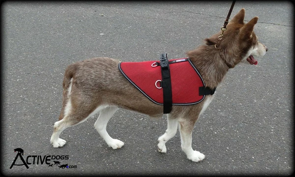 Mesh Vest With Handle & Clear ID Pocket - Image 20