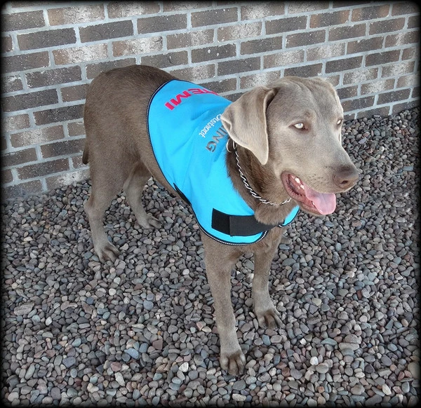 Dog In Training - Do Not Distract Jacket/Vest - Image 7