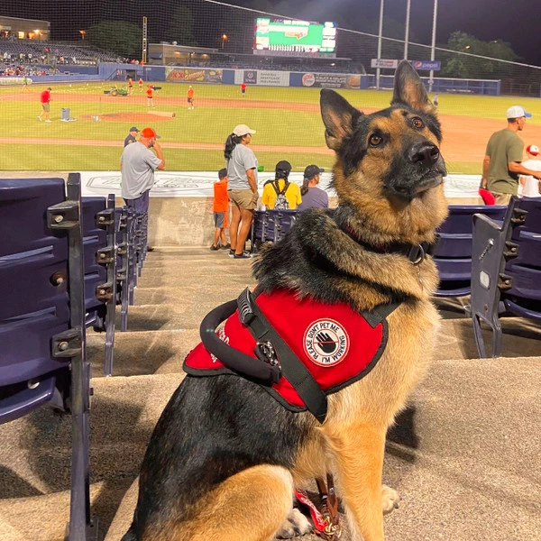 Custom Logo Padded Harness Vest - Image 2