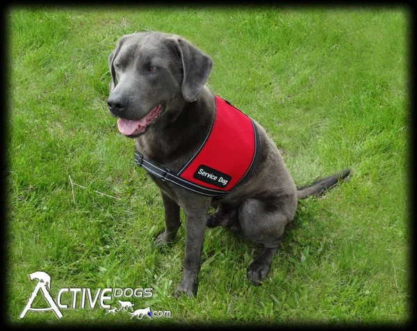 Service Dog ID Cape Vest + Free ADA Federal Law Cards - Image 2