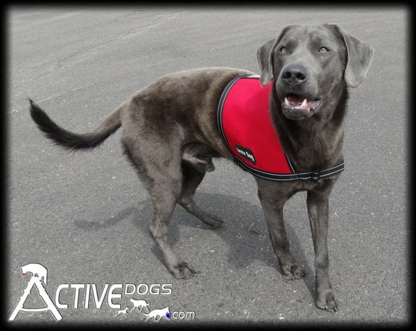 Service Dog ID Cape Vest + Free ADA Federal Law Cards - Image 4