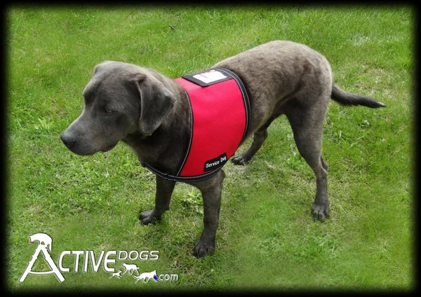 Service Dog ID Cape Vest + Free ADA Federal Law Cards - Image 6