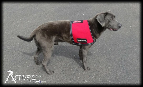 Service Dog ID Cape Vest + Free ADA Federal Law Cards - Image 7