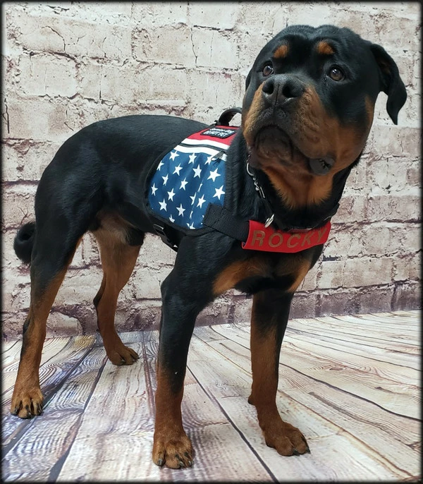 Chest Strap Identification Cover - All Colors - Custom Text - Image 13