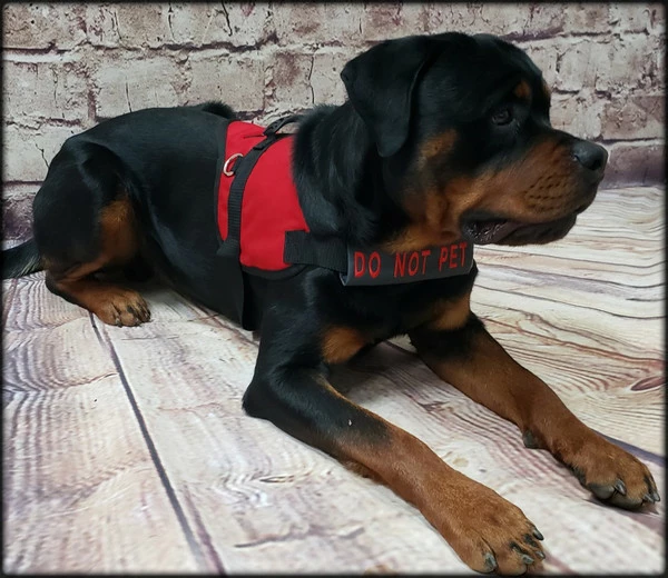 Chest Strap Identification Cover - All Colors - Custom Text - Image 11