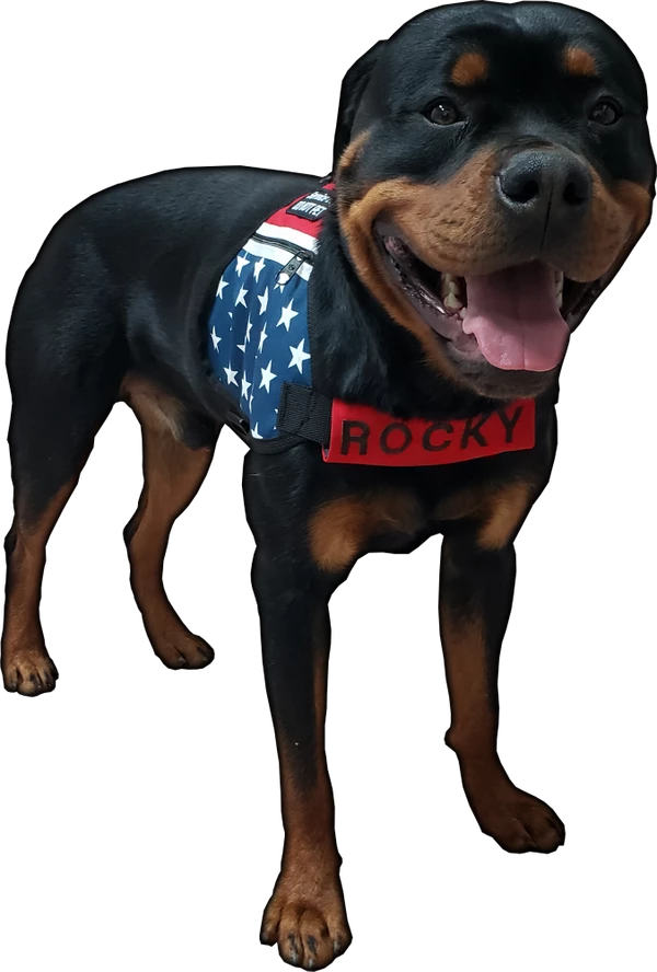 Chest Strap Identification Cover - All Colors - Custom Text - Image 5