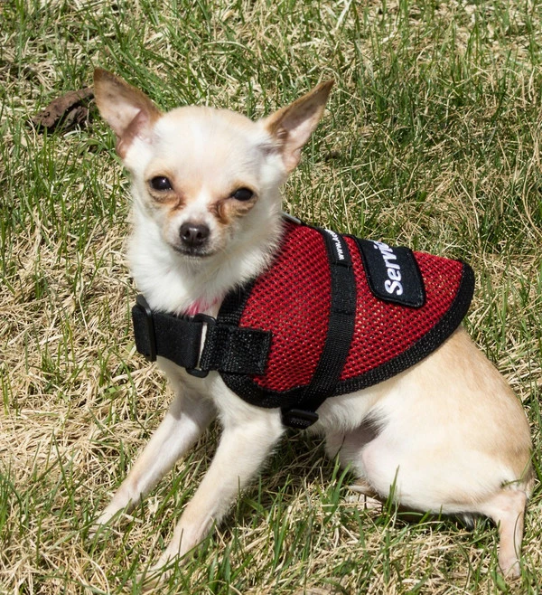 Mesh Service Dog Vest - Sm/Med Dog - Image 5
