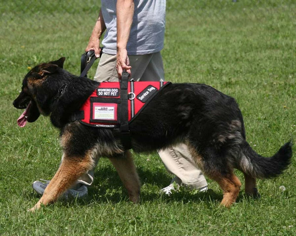 Service Dog S&R Style Vest - Image 15