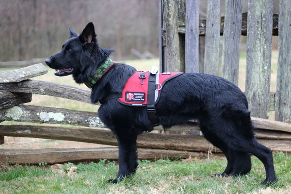 Padded Harness Service Dog Vest - Image 6