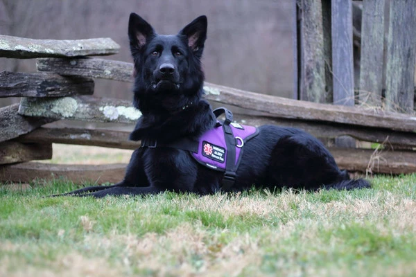 Padded Harness Service Dog Vest - Image 12