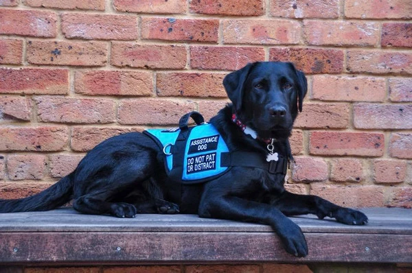 Padded Harness Service Dog Vest - Image 18