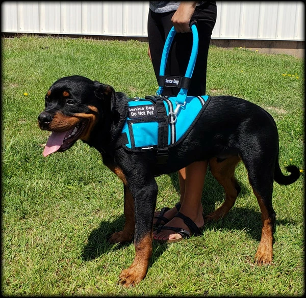 Padded Cordura Clip-on Bridge Handle -All Colors W/ Service Dog ID Band - Image 5