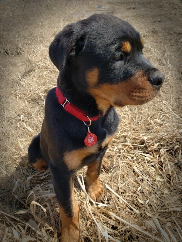 Aluminum Service Dog Tag Access Required - Image 2