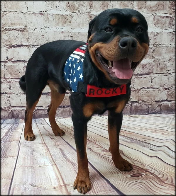 American Patriotic Service Dog Dual Pocket Vest - Image 8