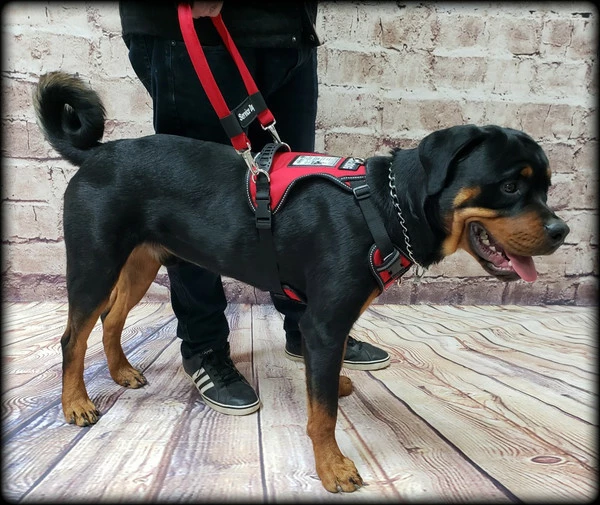 No Pull Service Dog Harness - Front-Range - Image 2
