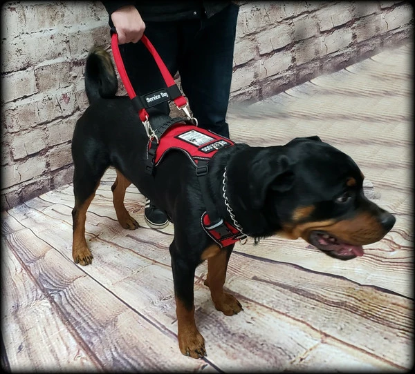 No Pull Service Dog Harness - Front-Range - Image 9