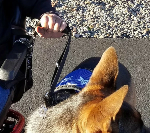 Wheelchair Pulling Dog Leash With Handle - Image 4