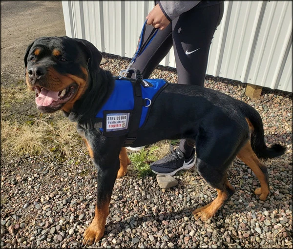 Padded Harness Vest With Window - Image 4
