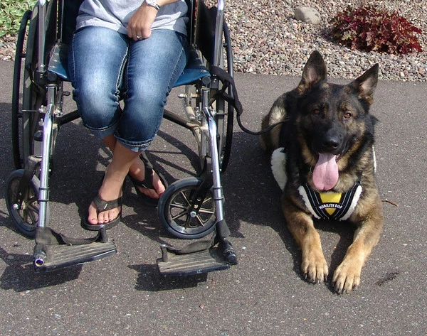 Wheelchair Pulling Leash - Image 4