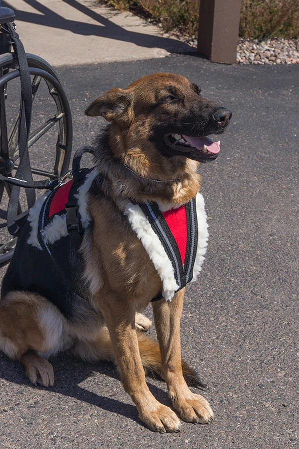 Wheelchair Pulling Harness - Image 3