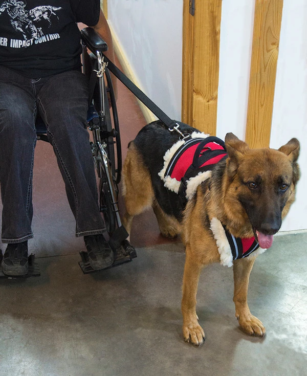 Wheelchair Pulling Harness - Image 7