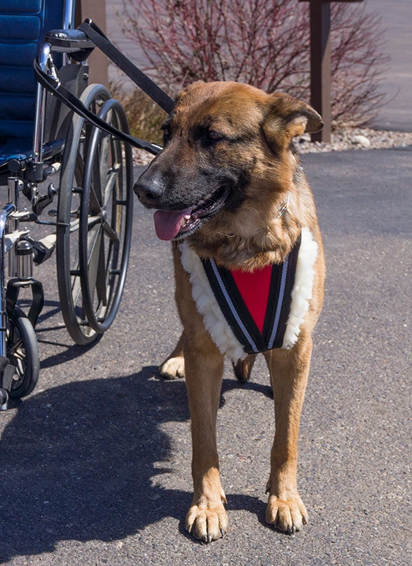 Wheelchair Pulling Harness - Image 8