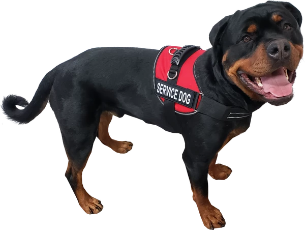 Service Dog Mesh Or Padded Air-Tech Vest - Image 3