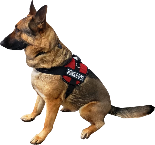 Service Dog Mesh Or Padded Air-Tech Vest - Image 4