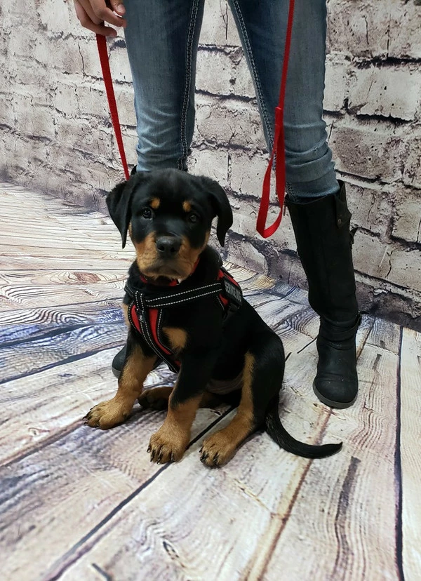 Padded Air-Tech Service Dog Harness Vest - 13 Color Variety - Image 13