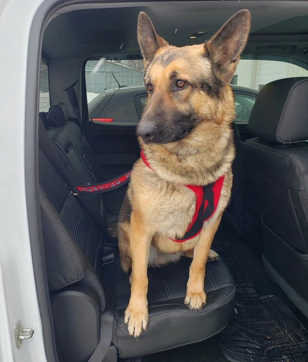Service Dog Seat Belt Connector - Image 3