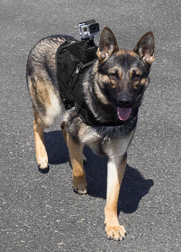 CaliberDog MOLLE Raised Camera Back Mount - Image 2