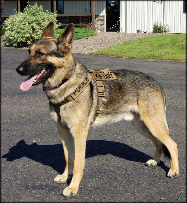 CaliberDog K9 Tactical Harness - Image 15