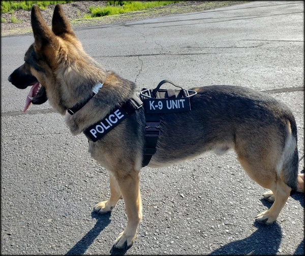 CaliberDog K9 Tactical Harness - Image 21