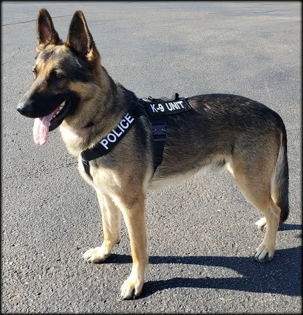 CaliberDog K9 Tactical Harness - Image 6