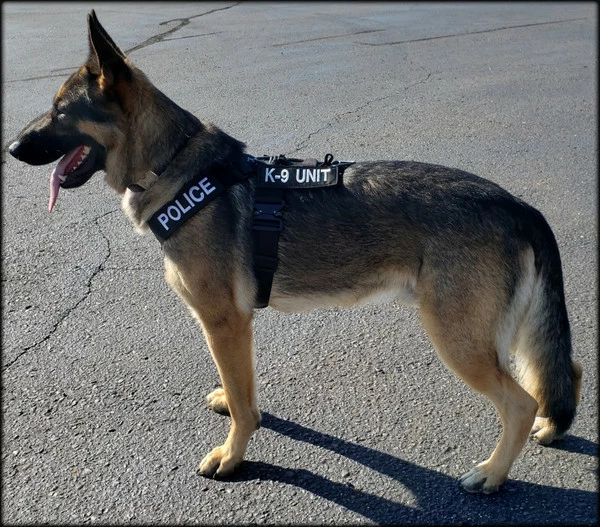 CaliberDog K9 Tactical Harness - Image 10