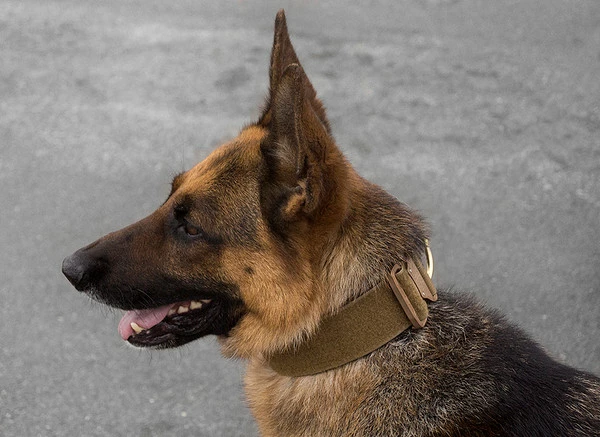 CaliberDog ID Collar W/Cobra Buckle - Image 3