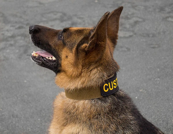 CaliberDog ID Collar W/Cobra Buckle - Image 4