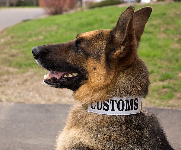 CaliberDog ID Collar W/Cobra Buckle - Image 5