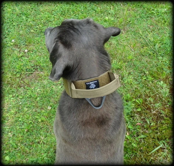 CaliberDog ID Collar With Cobra Buckle & Handle - Image 4