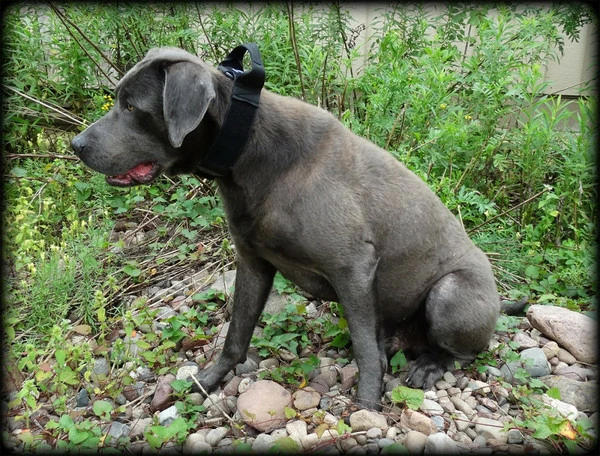 CaliberDog ID Collar With Cobra Buckle & Handle - Image 6