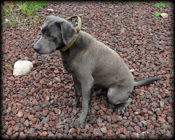 CaliberDog ID Collar With Cobra Buckle & Handle - Image 2