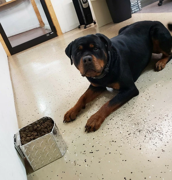 Aluminum Spill Proof Dog Bowls - Image 8