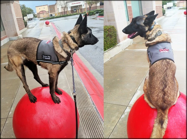 Custom Logo/Text Service Dog Starter Cape - Image 3
