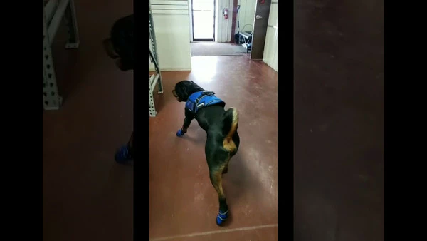 Non Slip Reflective Dog Boots (set Of 2) - Image 5