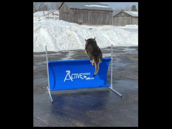 IGP/IPO/Schutzhund Aluminum Standard Hurdle Jump - Image 6