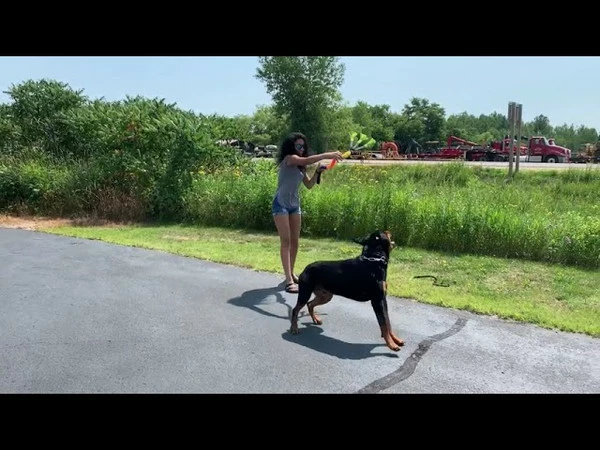 Fleece Bungee Tug W/Rubber Tails - Image 5